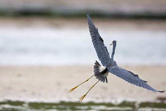 Image de Aigrette tricolore