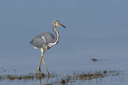 Image de Aigrette tricolore