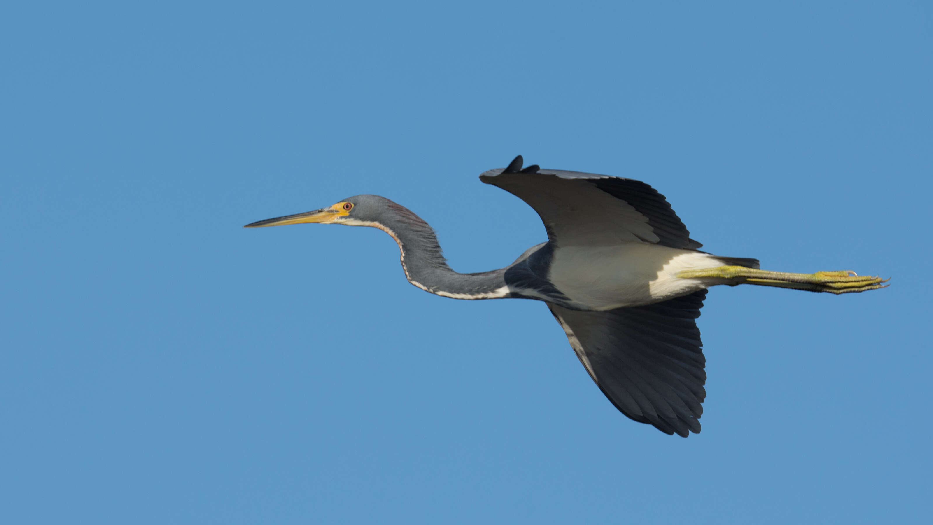 Image de Aigrette tricolore