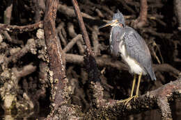 Image de Aigrette tricolore