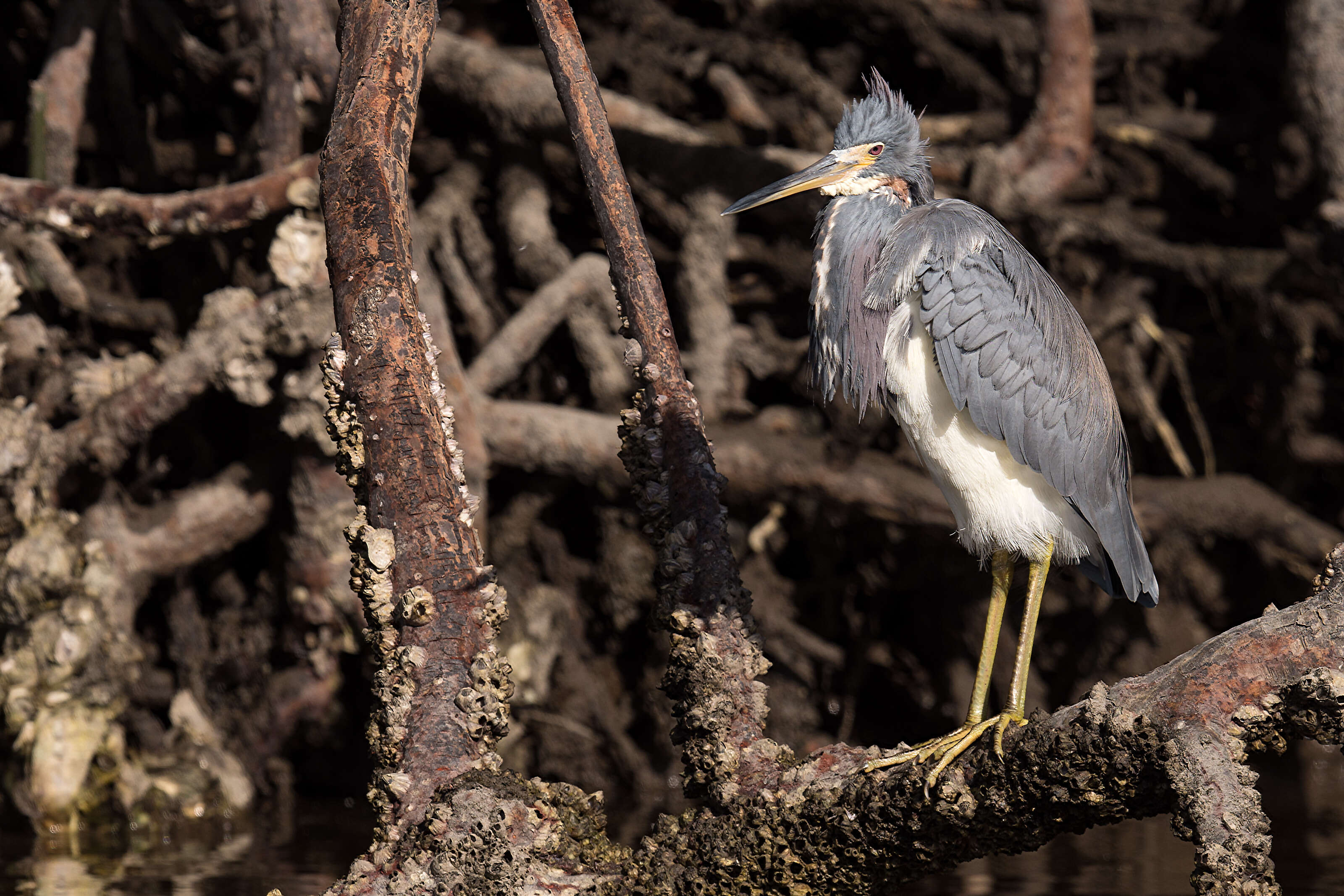 Image de Aigrette tricolore