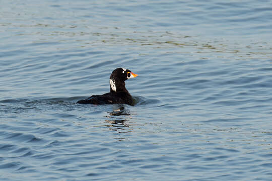 Image of scoter