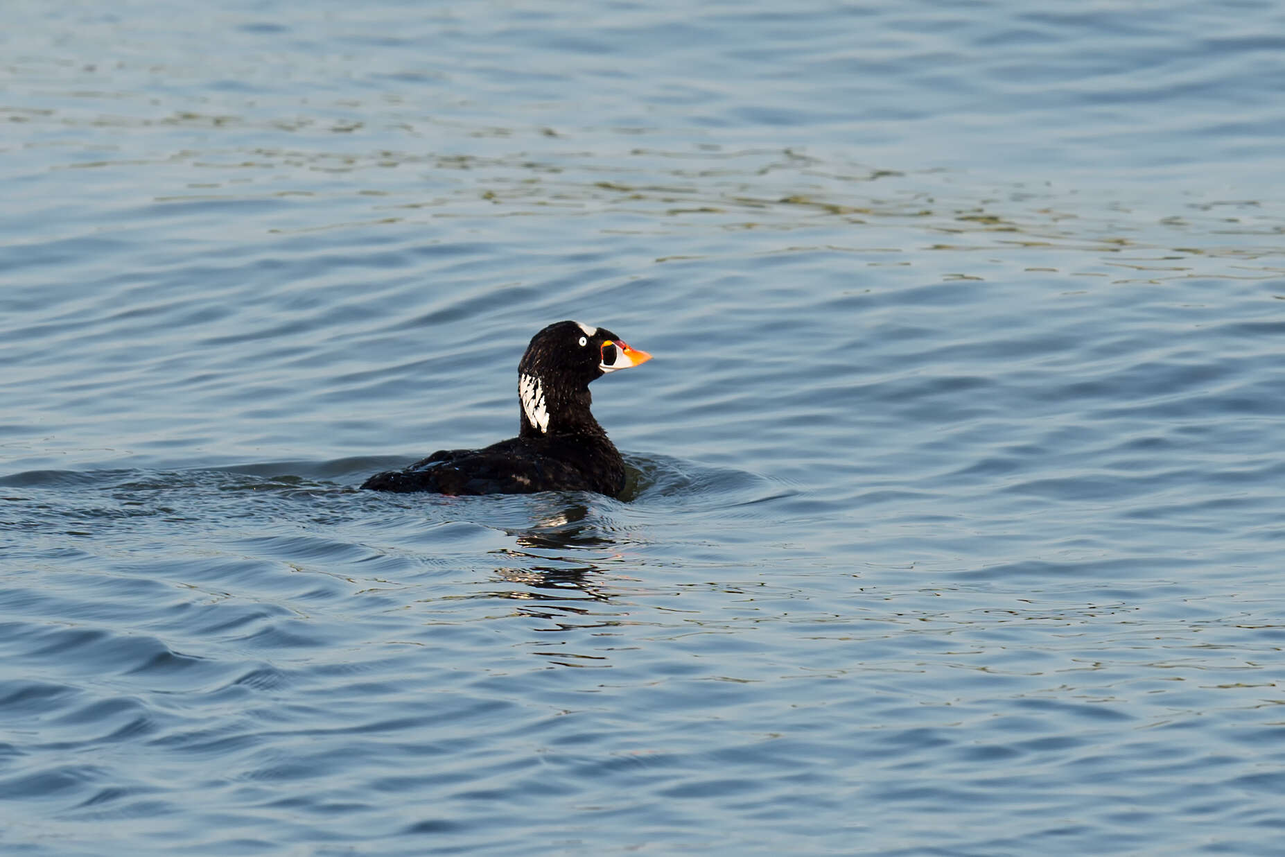 Image of scoter