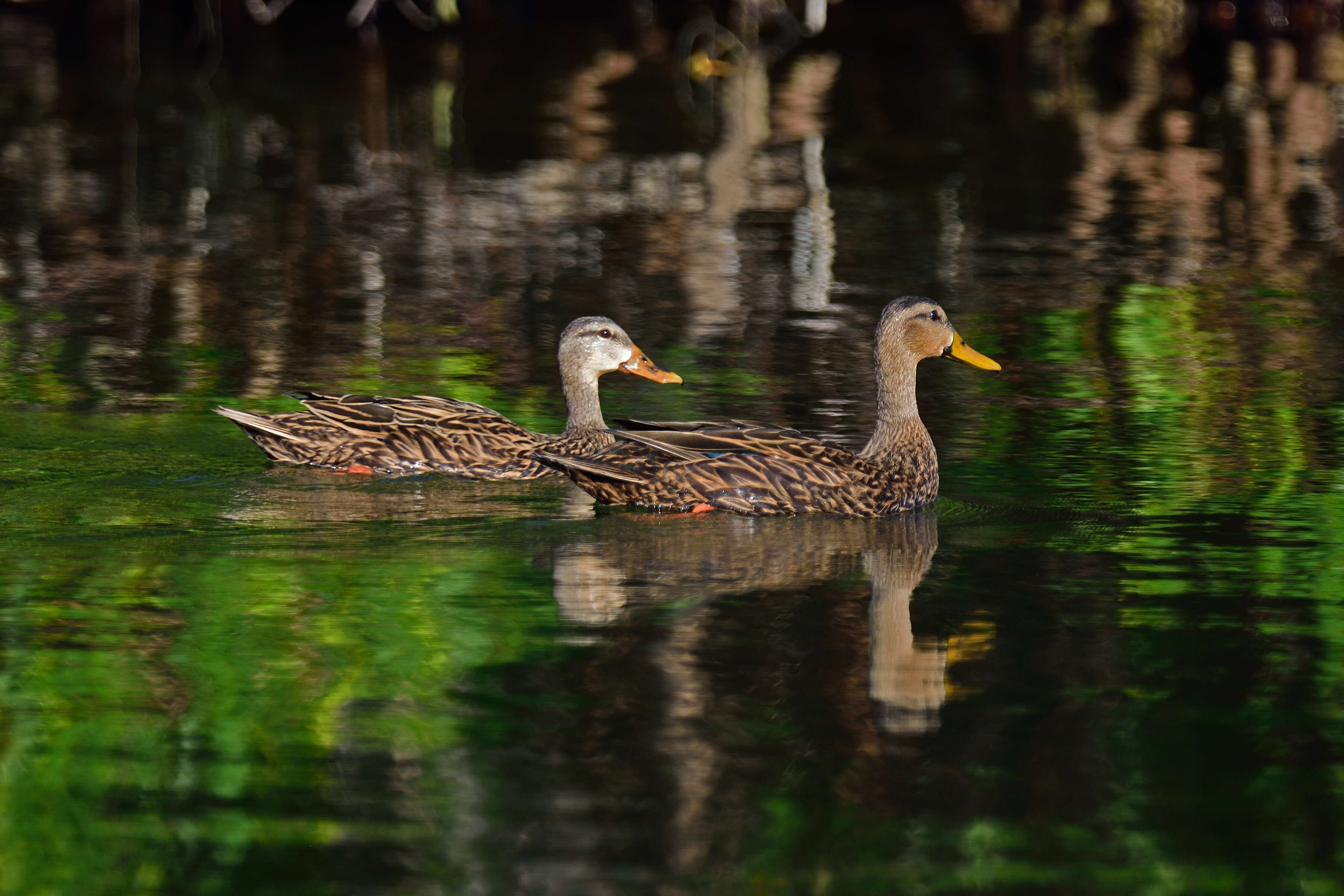 Image of Florida duck