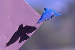 Image of Mountain Bluebird