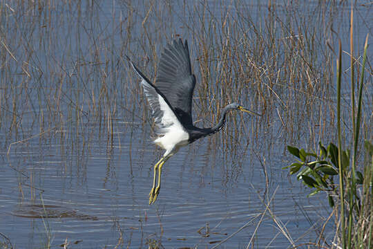 Image de Aigrette tricolore