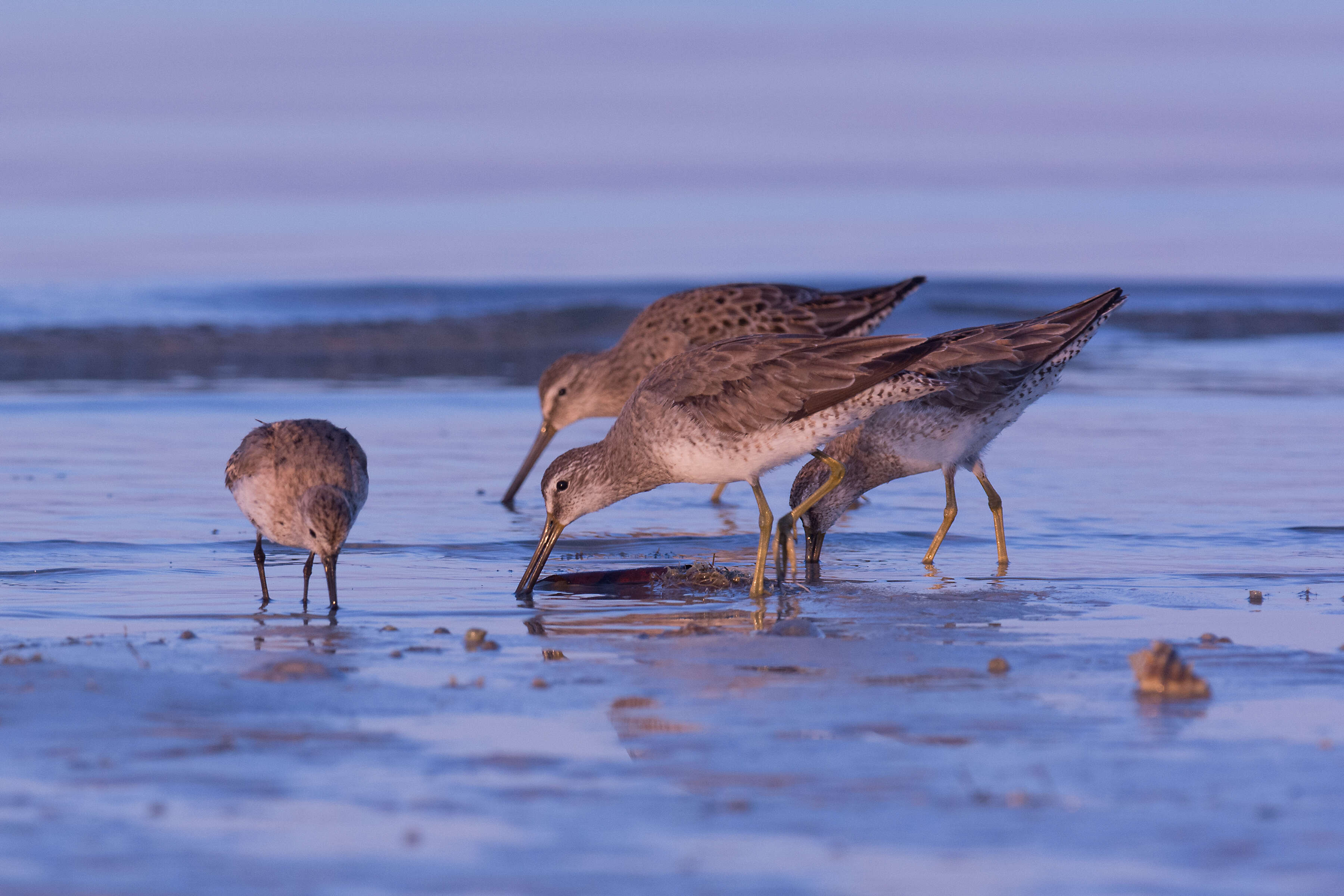 Image of Short-billed Dowitcher