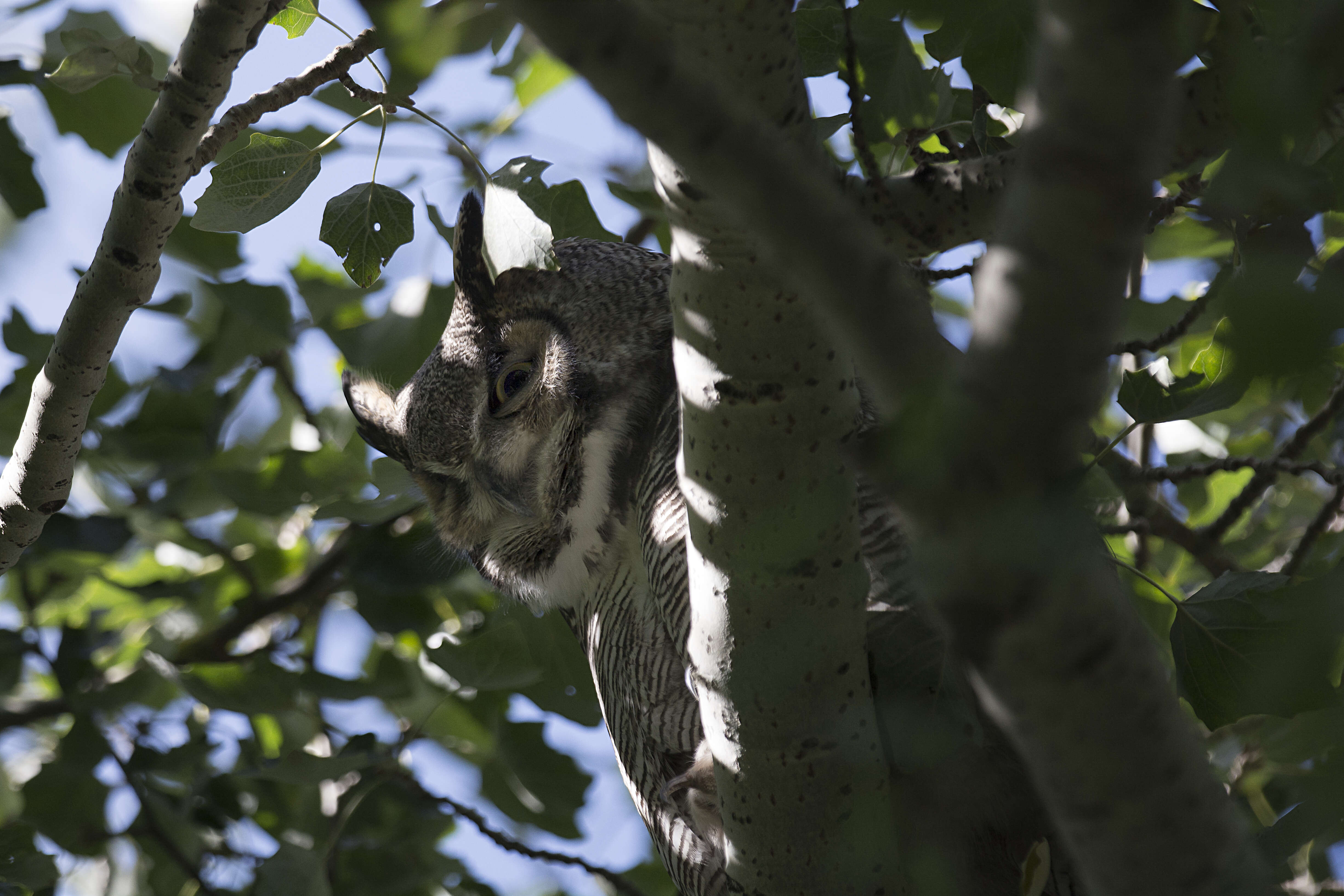 Image of Great Horned Owl