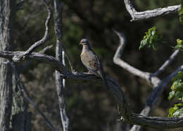 Image of American Mourning Dove