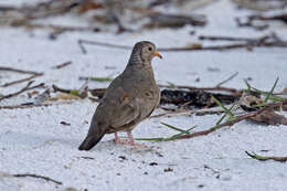 Image of Common Ground Dove