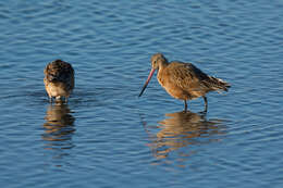 Image of Marbled Godwit