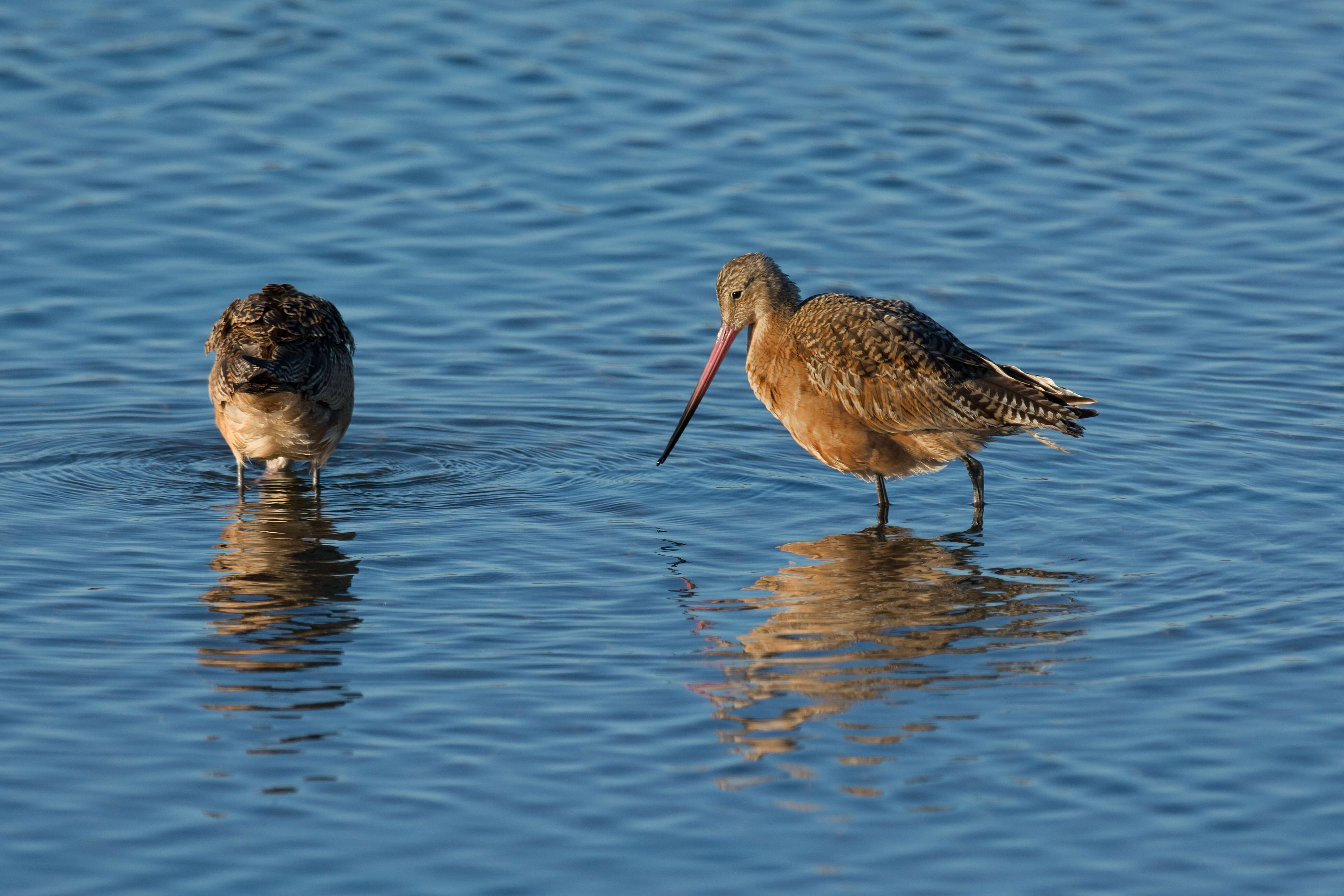 Image of Marbled Godwit