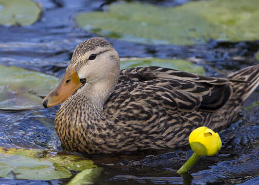 Image of Florida duck