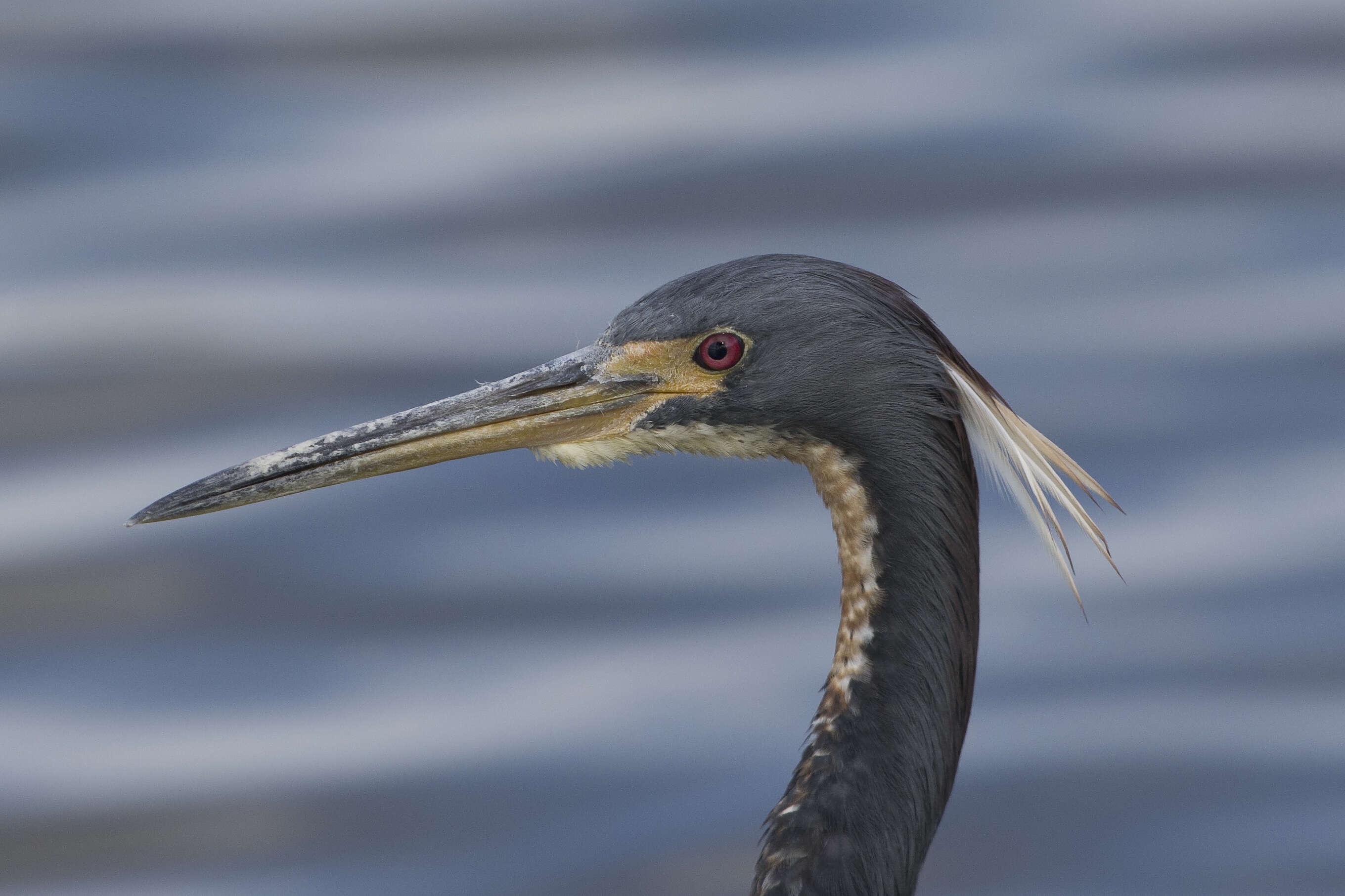 Image de Aigrette tricolore