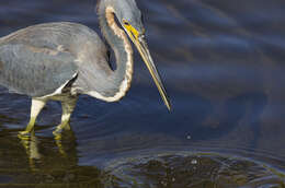 Image de Aigrette tricolore