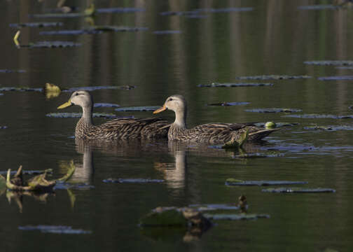 Image of Florida duck