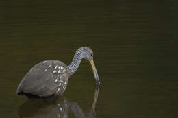 Image of limpkins