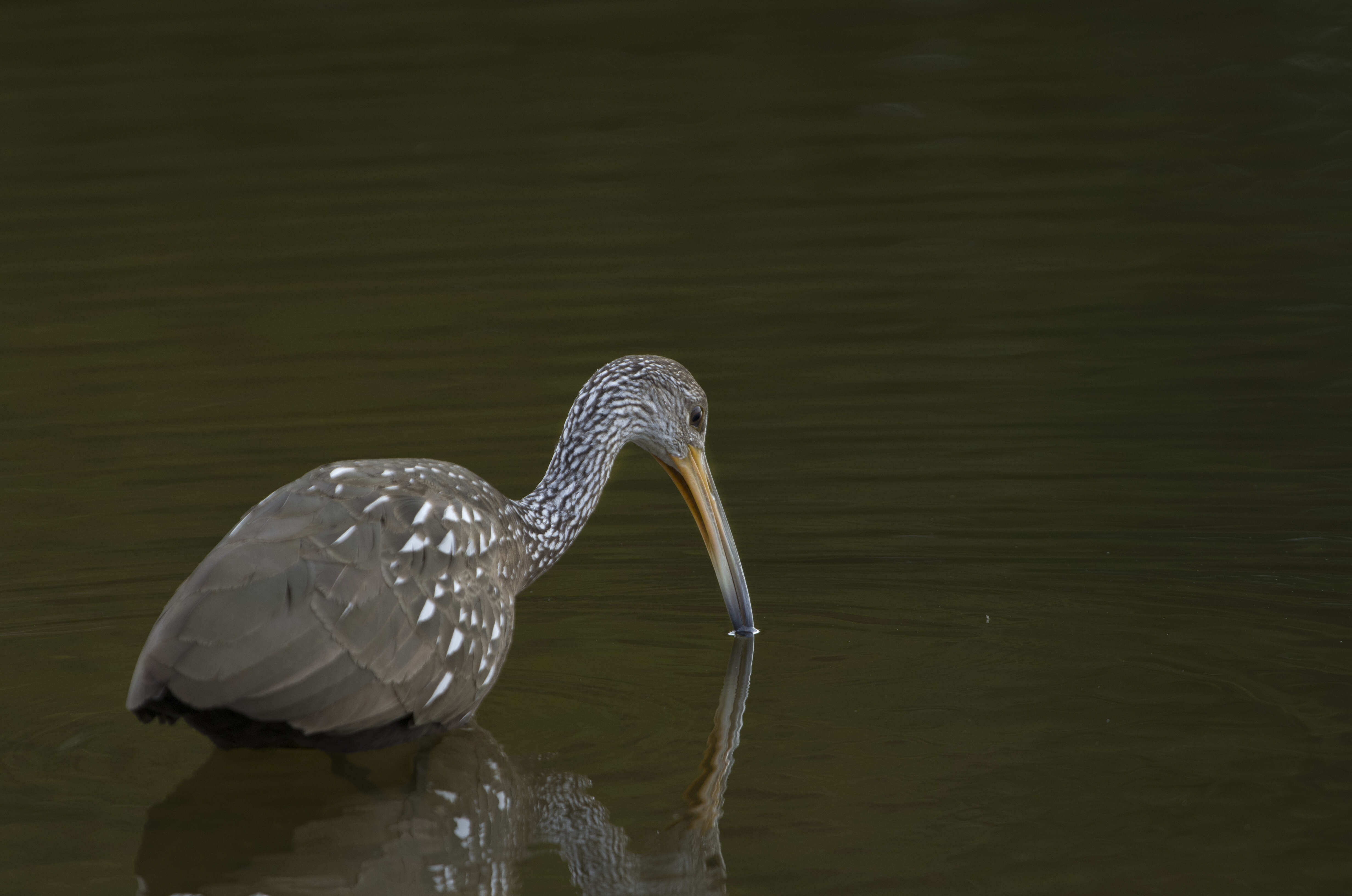 Image of limpkins