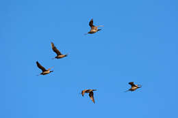 Image of Marbled Godwit