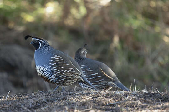 Image of Callipepla Wagler 1832