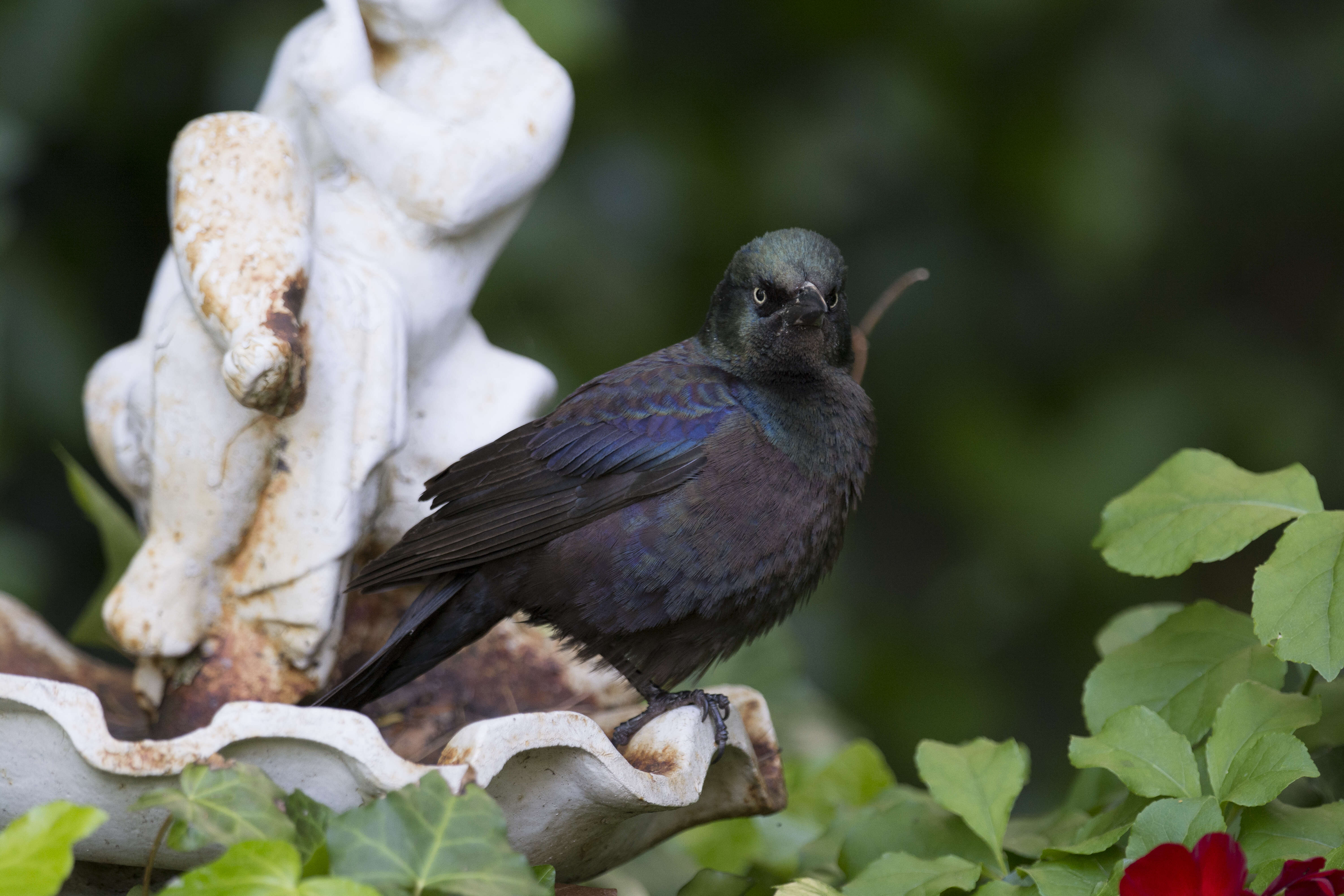 Image of Common Grackle