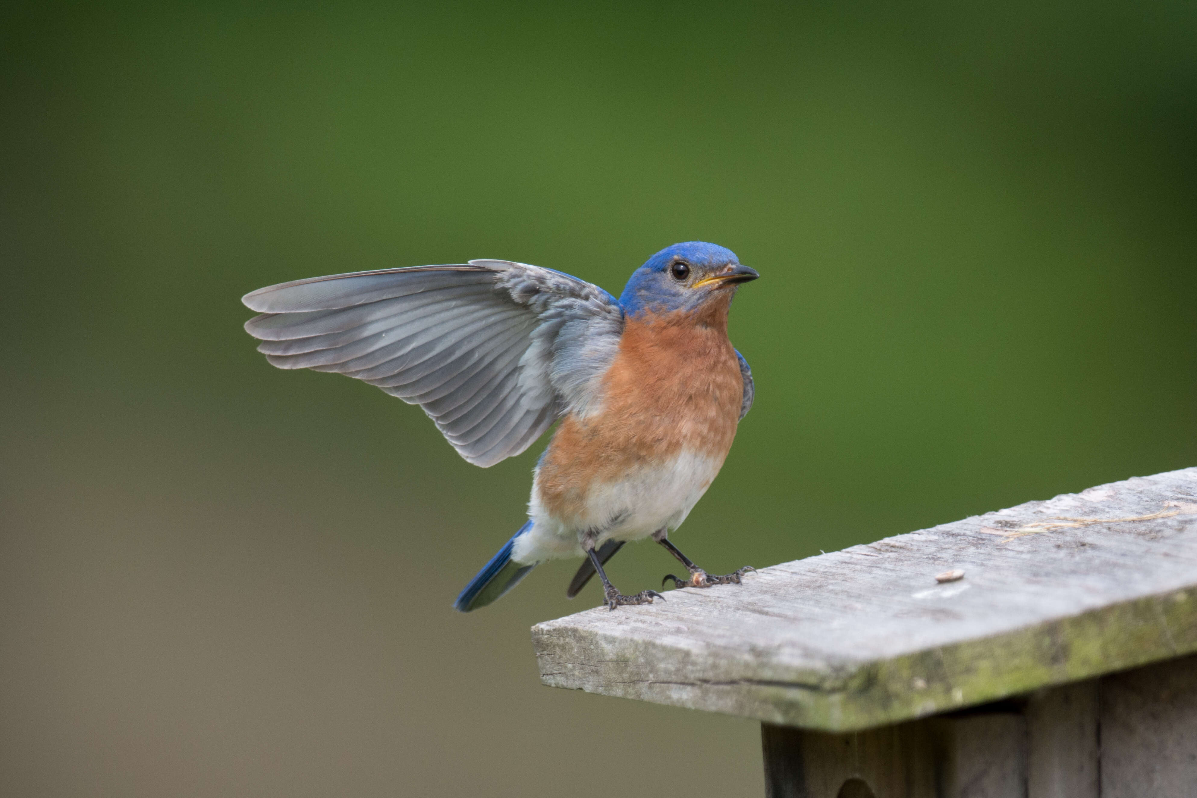 Image of Eastern Bluebird