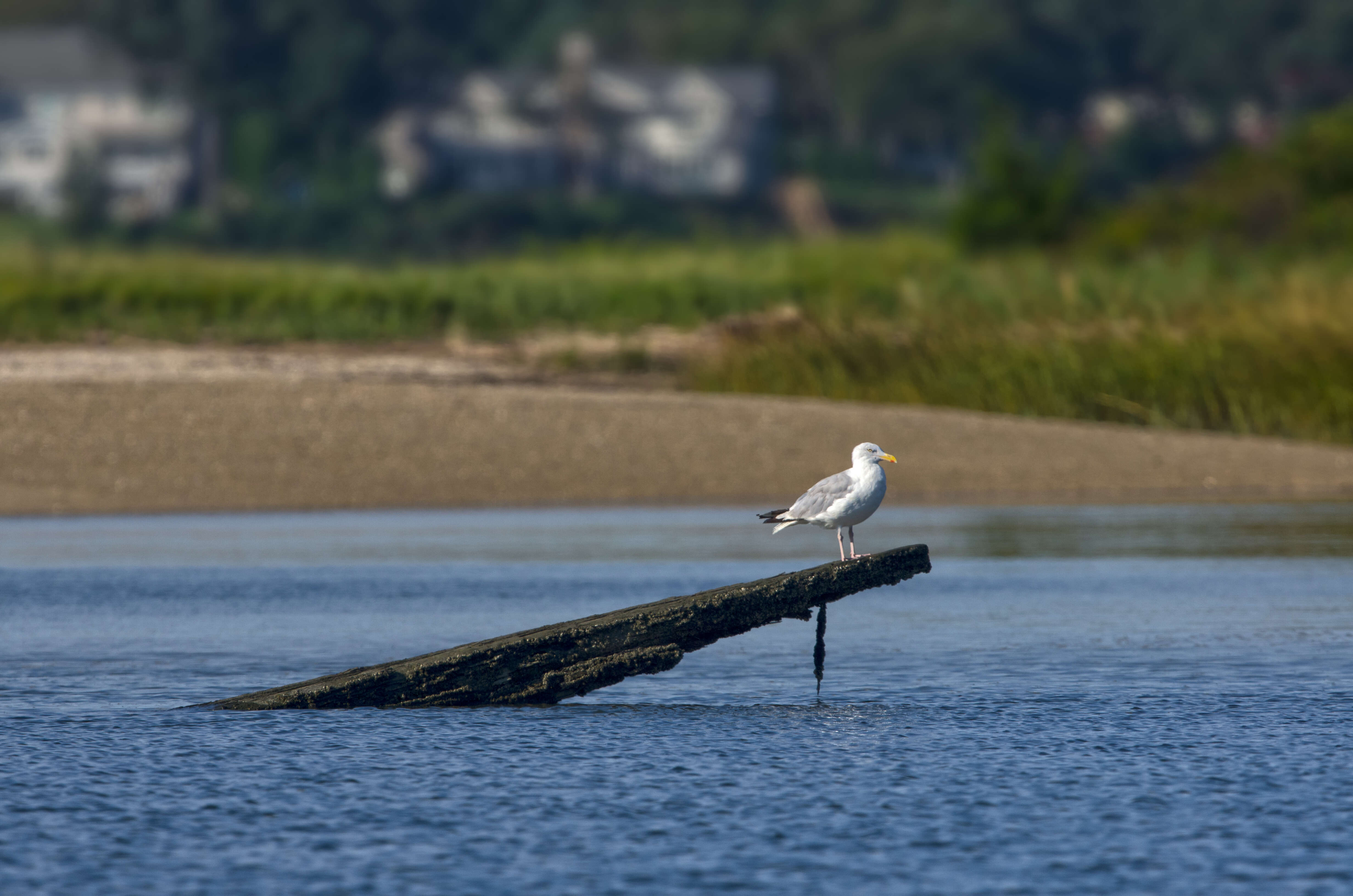 Image of American Herring Gull