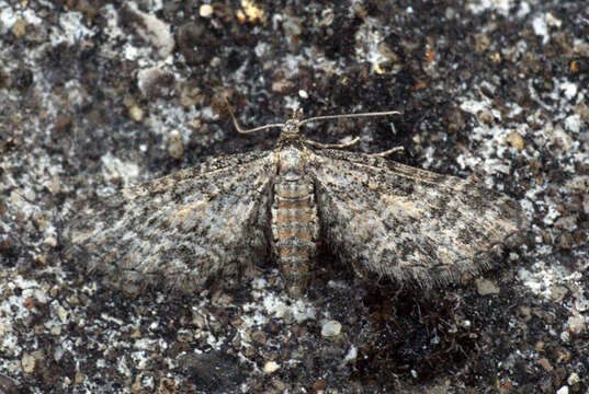 Eupithecia inturbata resmi