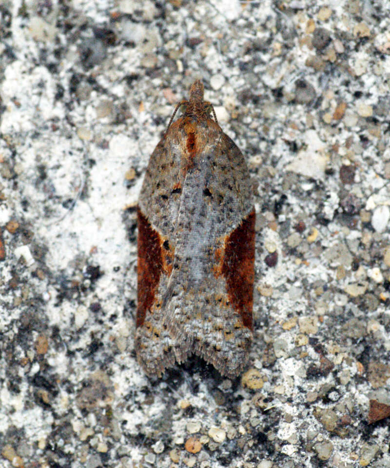 Image of broad-barred button moth