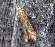 Image of Moth