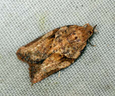 Image of Light brown apple moth