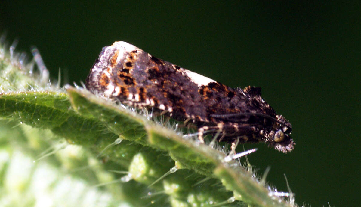 Image of Epinotia immundana Fischer von Röslerstamm 1839