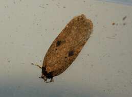 Image of Agonopterix subpropinquella Stainton 1849