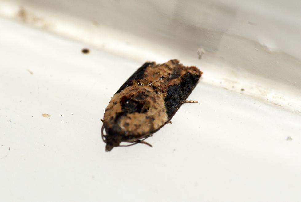 Image of strawberry tortrix moth