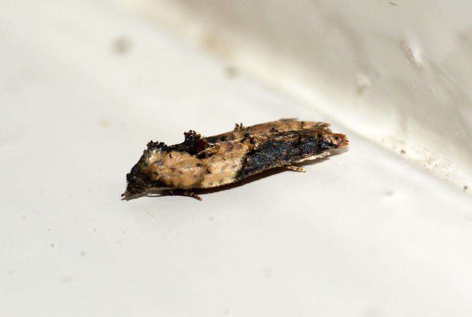 Image of strawberry tortrix moth