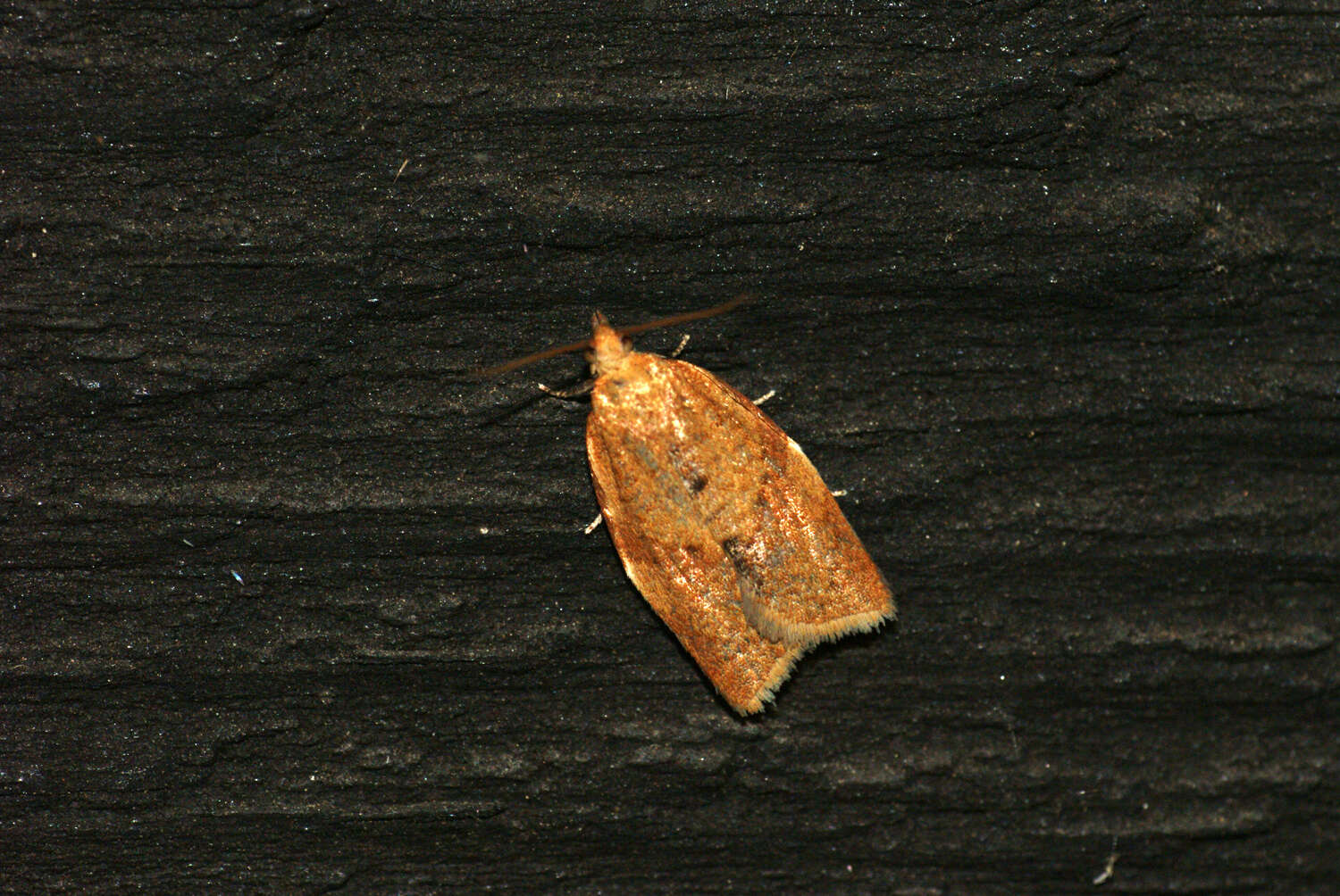 Image of Light brown apple moth