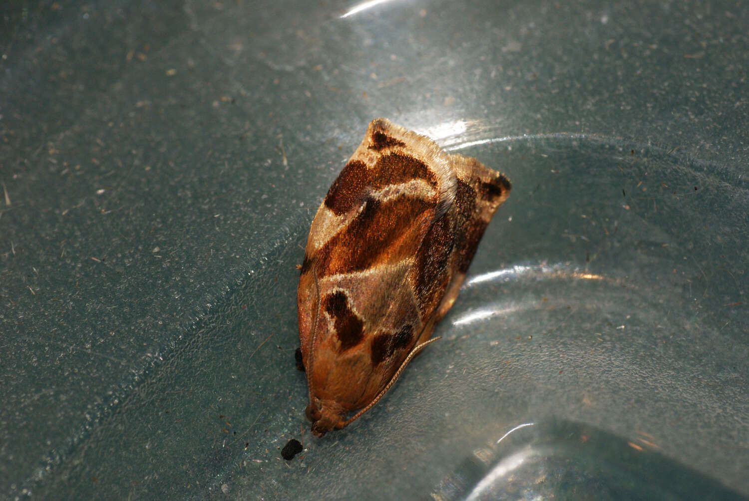 Image of variegated golden tortrix