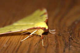 Image of brimstone moth