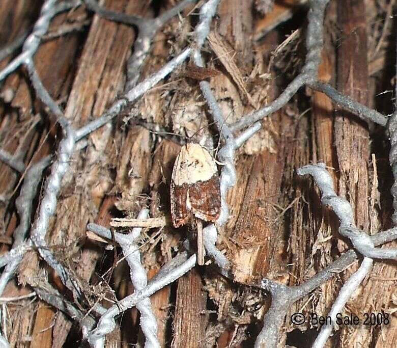 Image of Light brown apple moth