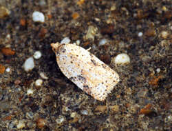 Image of Acleris notana Donovan 1806