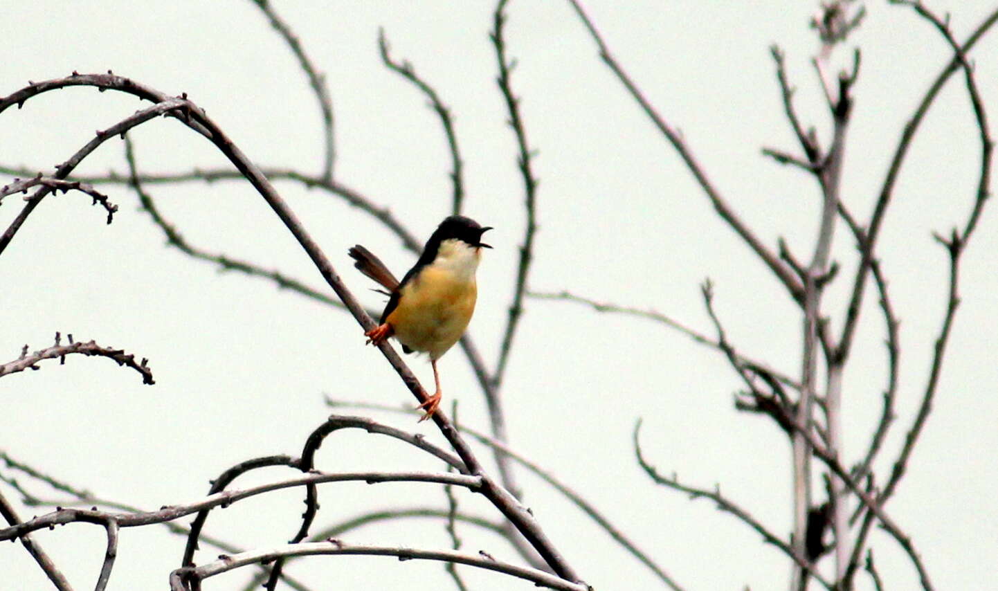 Image of Ashy Prinia