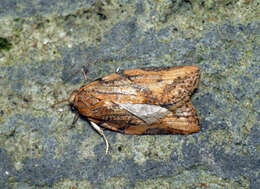 Image of Light brown apple moth