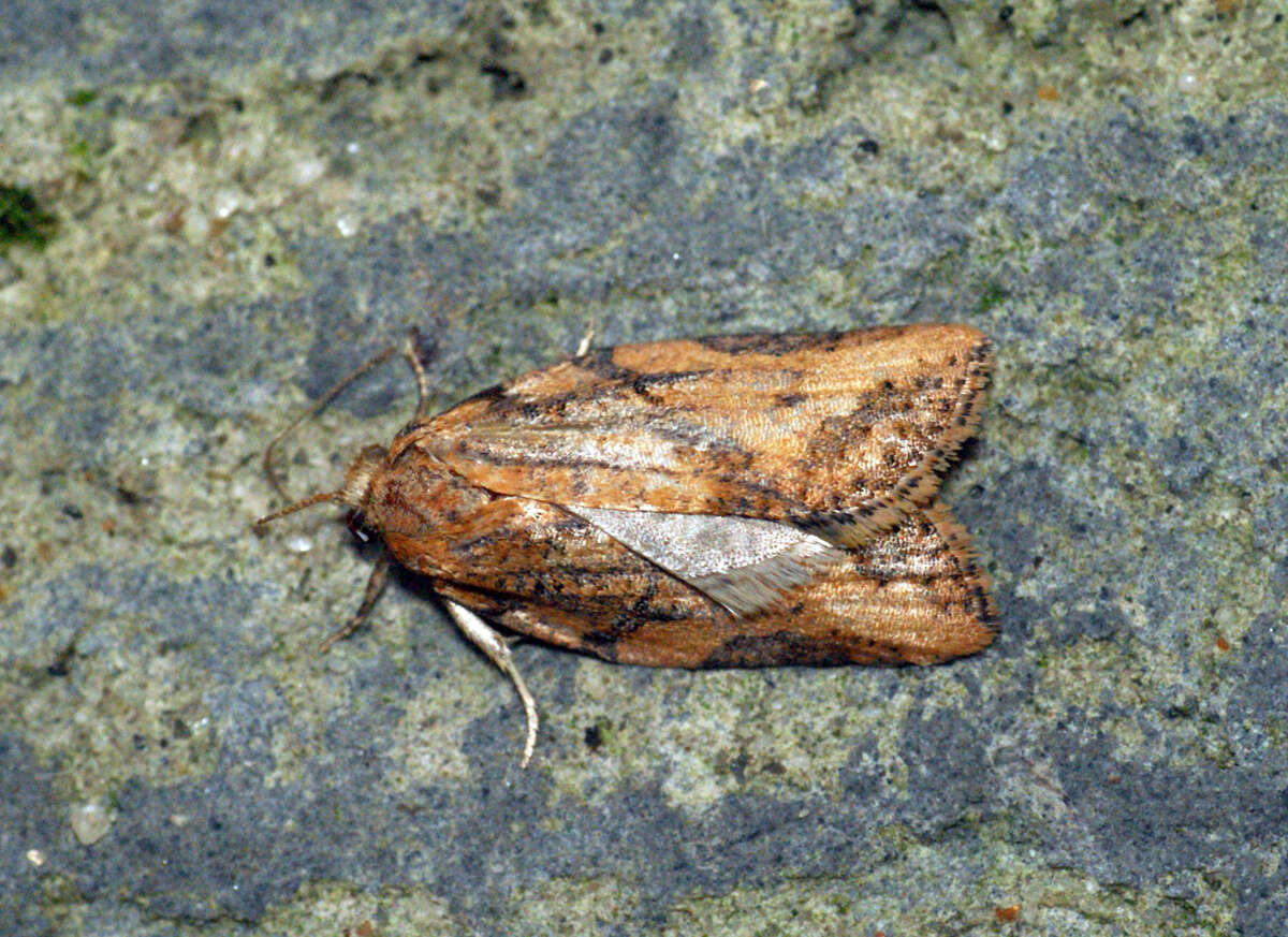 Image of Light brown apple moth