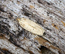 Imagem de Agonopterix pallorella Zeller 1839