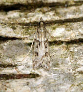 Image of Narrow-winged Grey