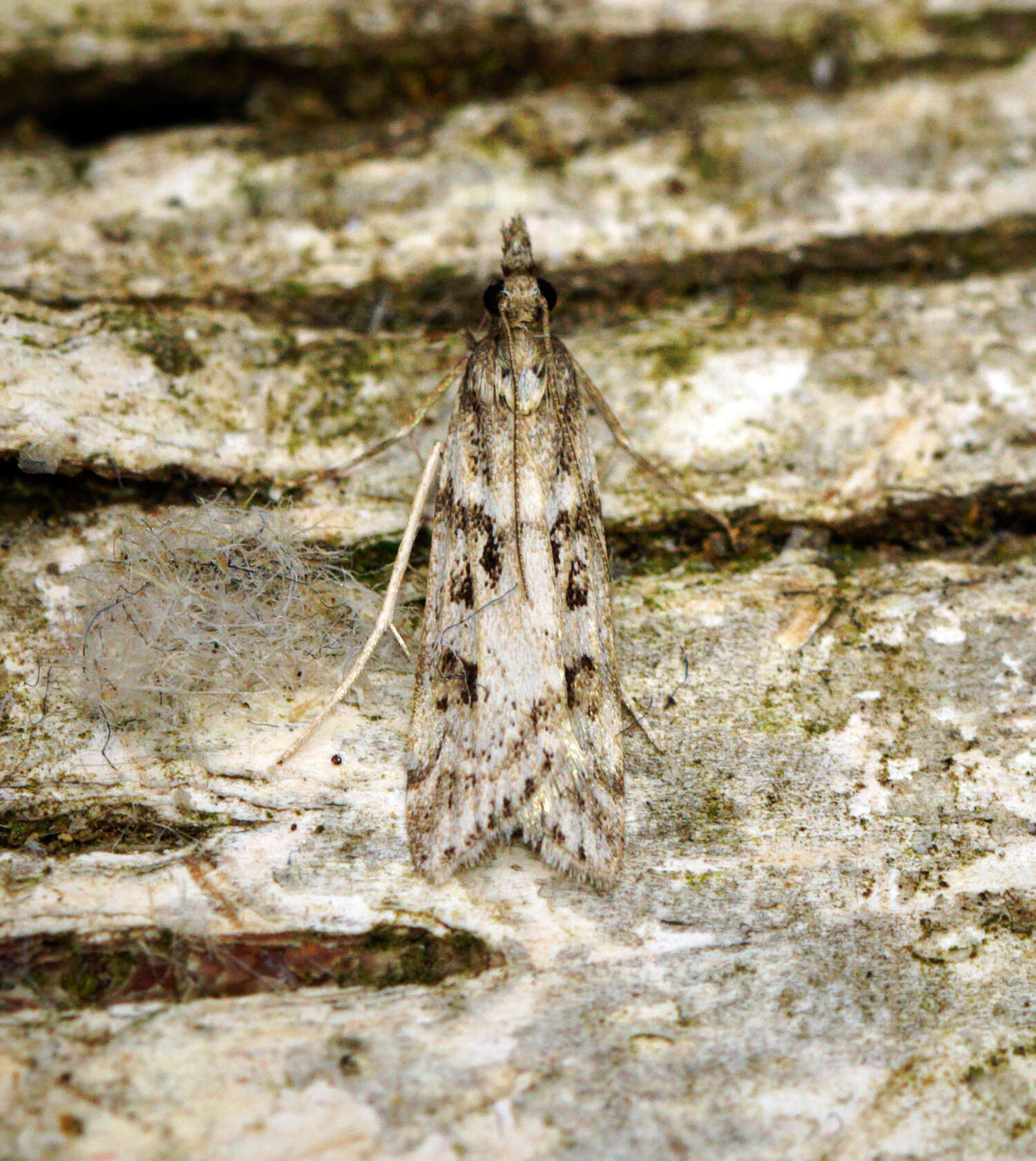Image of Narrow-winged Grey