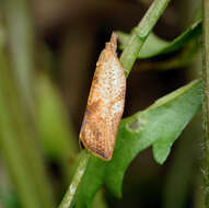 Image of Light brown apple moth