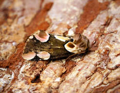 Image of peach blossom