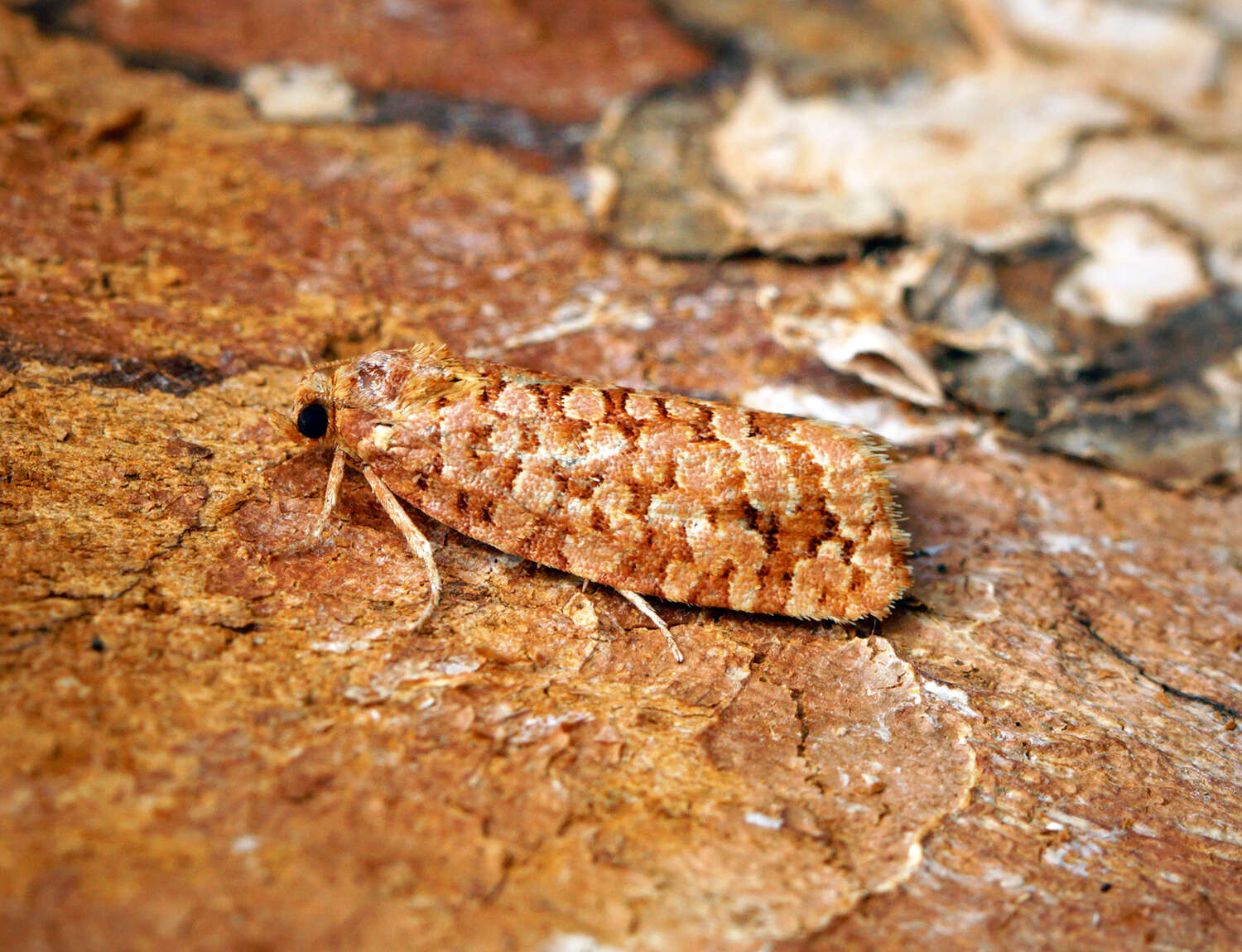 Image of Lozotaeniodes