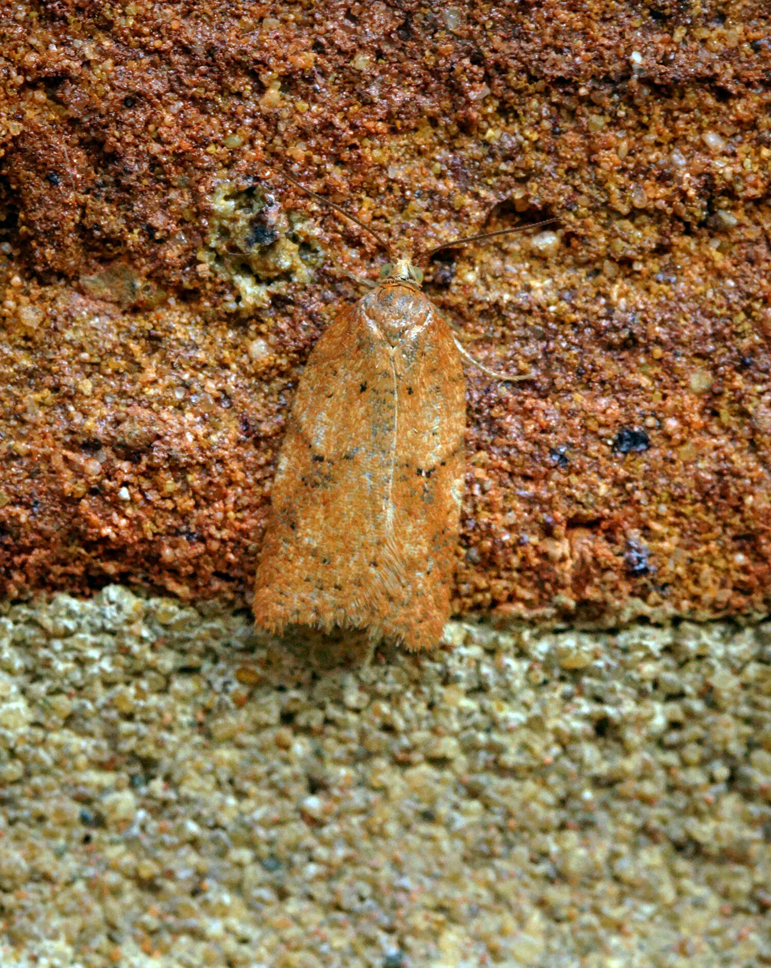 Image of Acleris notana Donovan 1806